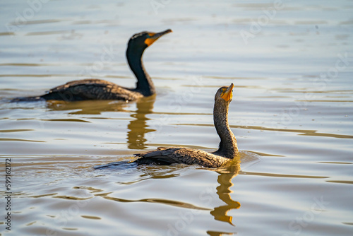 Two double-crested cormorants (Phalacrocorax Auritus)  swim in the lake.	