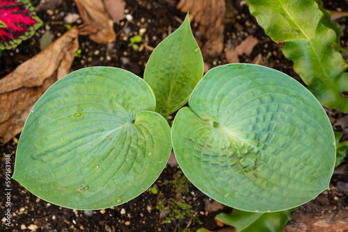 Details of hosta fortunei hyacinthina leaves