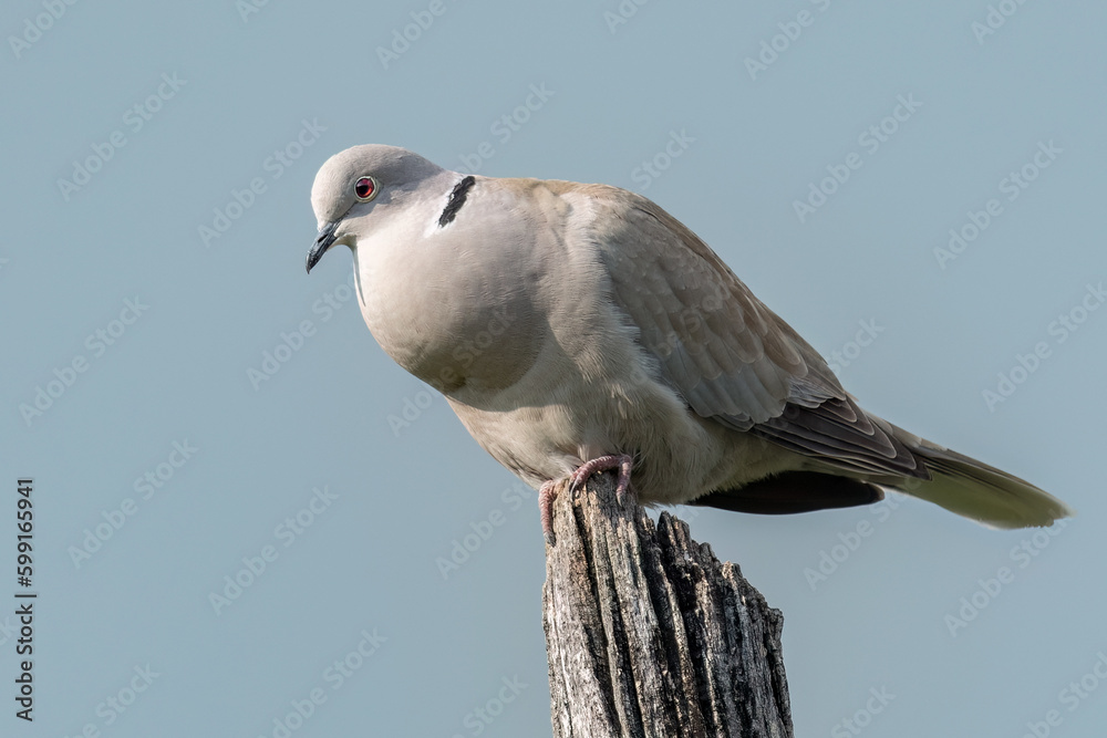A male eurasian collared dove is perched on a wooden stake and sings to the female A male eurasian collared dove is perched on a wooden stake and sings to the female