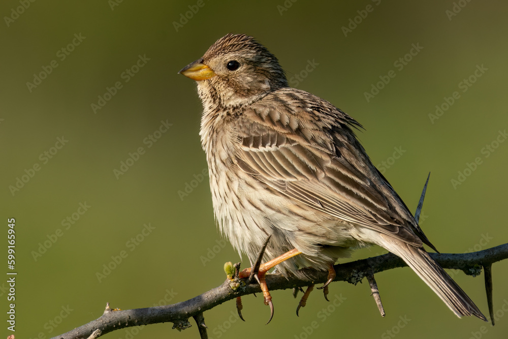 Fototapeta premium Corn bunting perched on a branch in natural environment