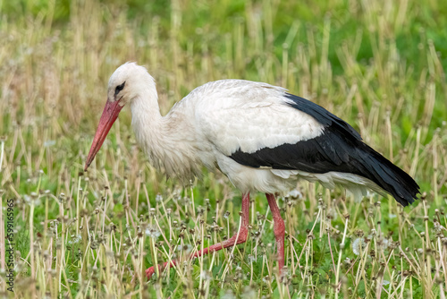 White stork walking in the garden and looking for food
