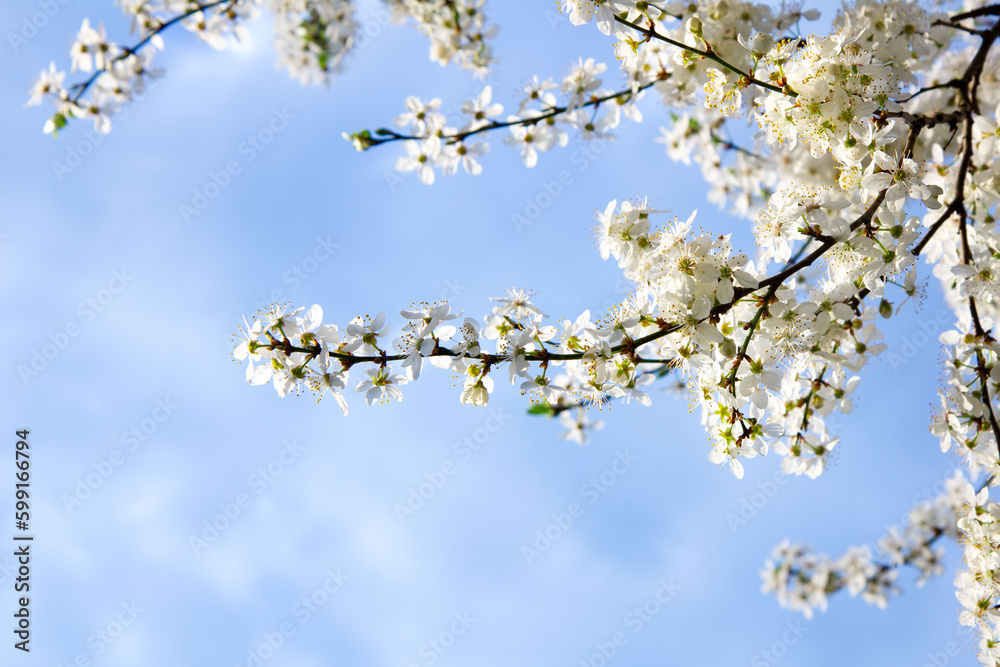 Kwitnące gałęzie drzew na tle błękitnego nieba