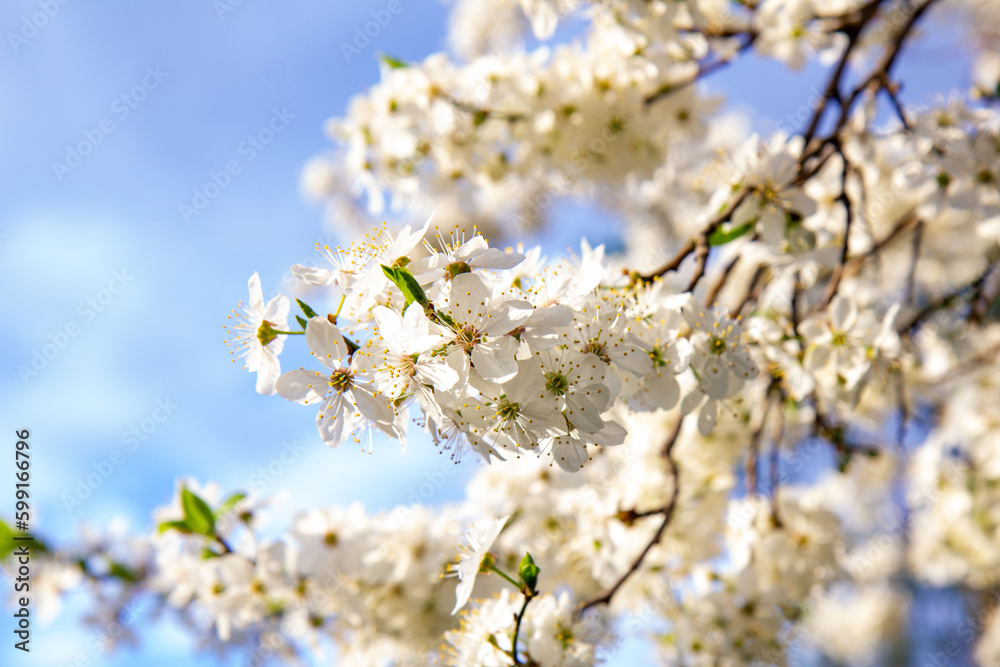 Blooming tree branches against the blue sky Blooming tree branches against the blue sky