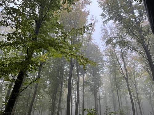misty morning in the forest