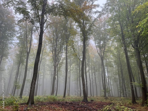 misty morning in the forest