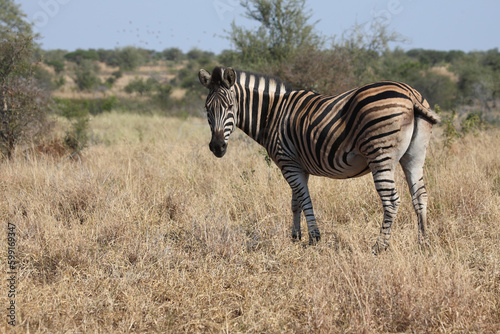 Steppenzebra   Burchell s zebra   Equus quagga burchellii