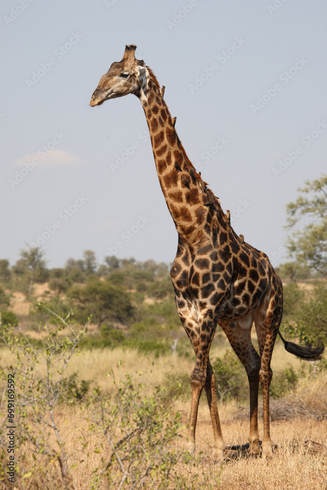 Obraz premium Giraffe / Giraffe / Giraffa Camelopardalis