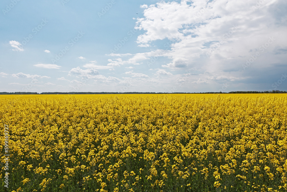 Obraz premium Flowering rapeseed in the field.