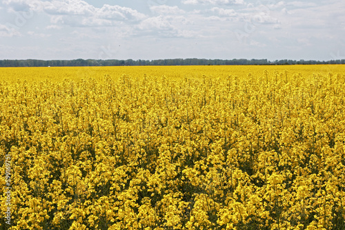 Flowering rapeseed in the field.