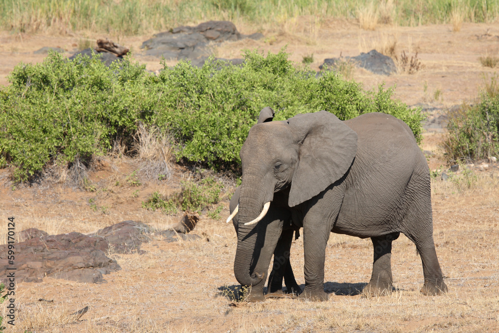 Afrikanischer Elefant / African elephant / Loxodonta africana Afrikanischer Elefant / African elephant / Loxodonta africana
