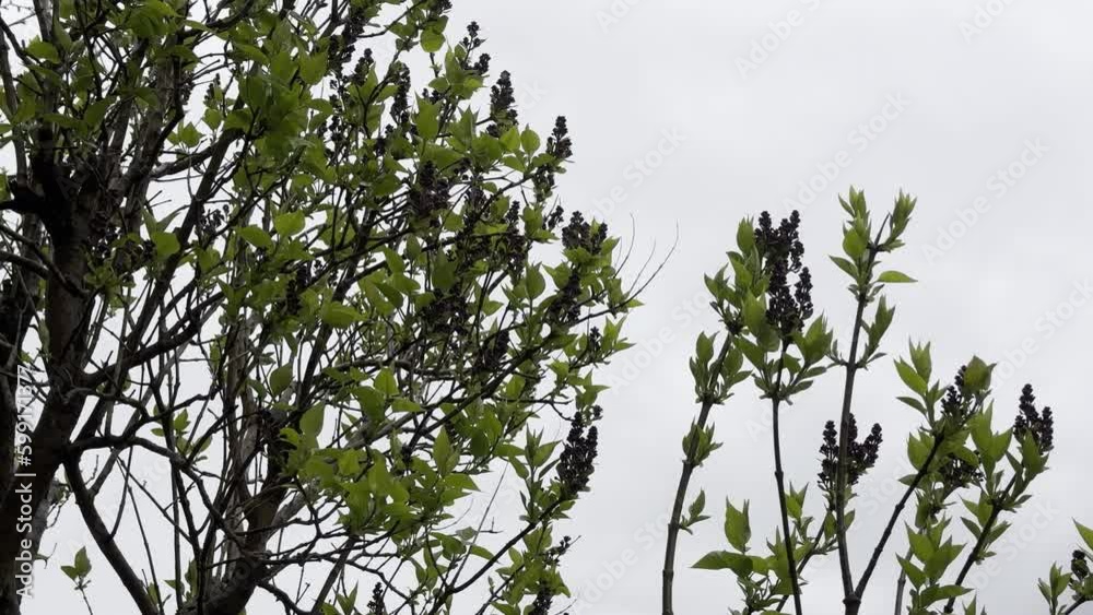 Close-up of a plant ready to bloom. Static view. Daylight Close-up of a plant ready to bloom. Static view. Daylight