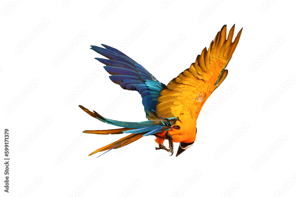Fototapeta premium Colorful feathers on the back of macaw parrot isolated on transparent background png file