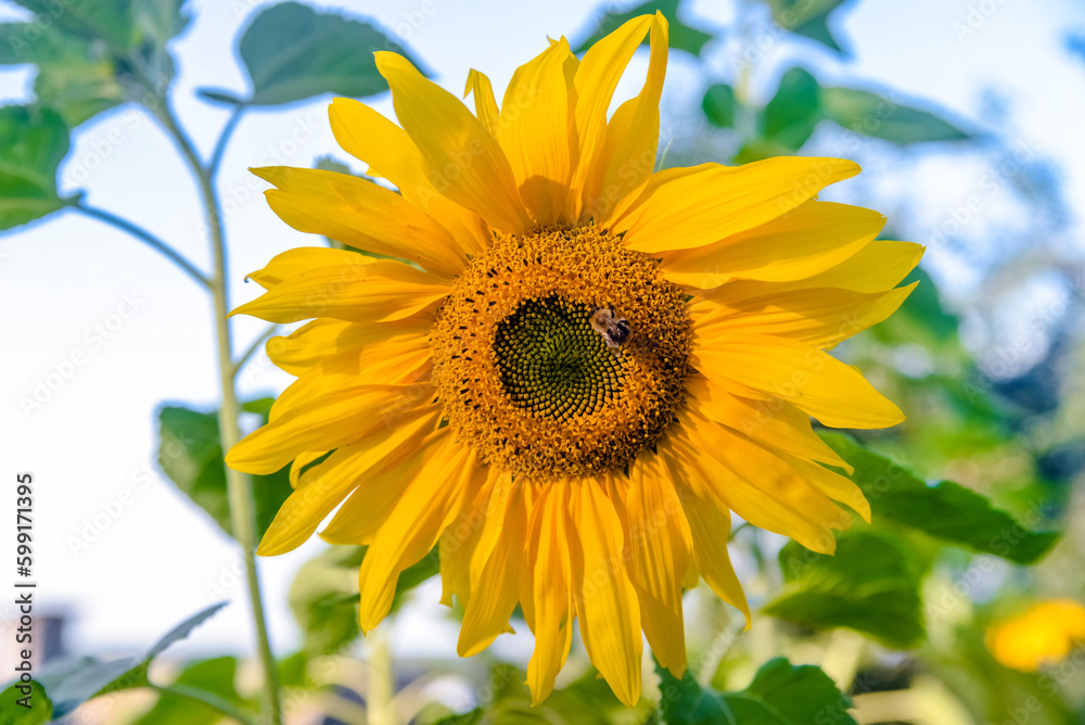 Obraz premium flower sunflower with bee sitting on it 