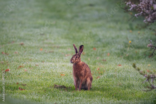 a sitting hare in the morning dew 