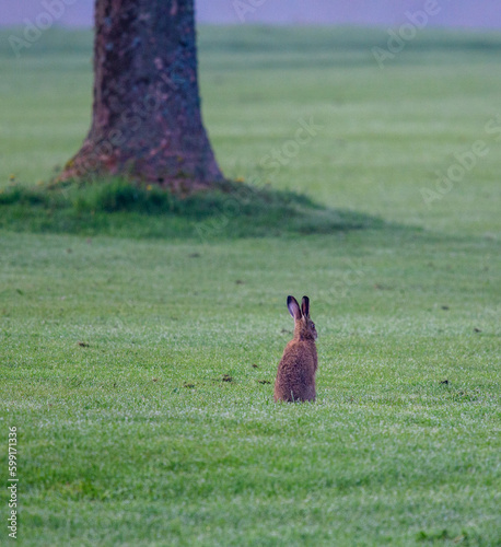 a sitting hare in the morning dew in the front of a tree