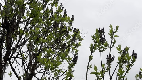 Close-up of a plant ready to bloom. Static view. Daylight photo