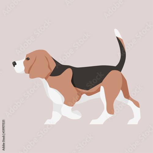 Vector flat illustration of a walking Beagle dog