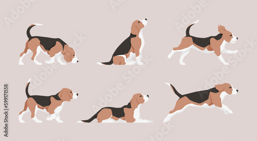 Vector flat illustration set of a Beagle dog, different poses and actions