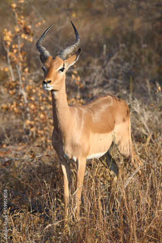 Schwarzfersenantilope / Impala / Aepyceros melampus © Ludwig