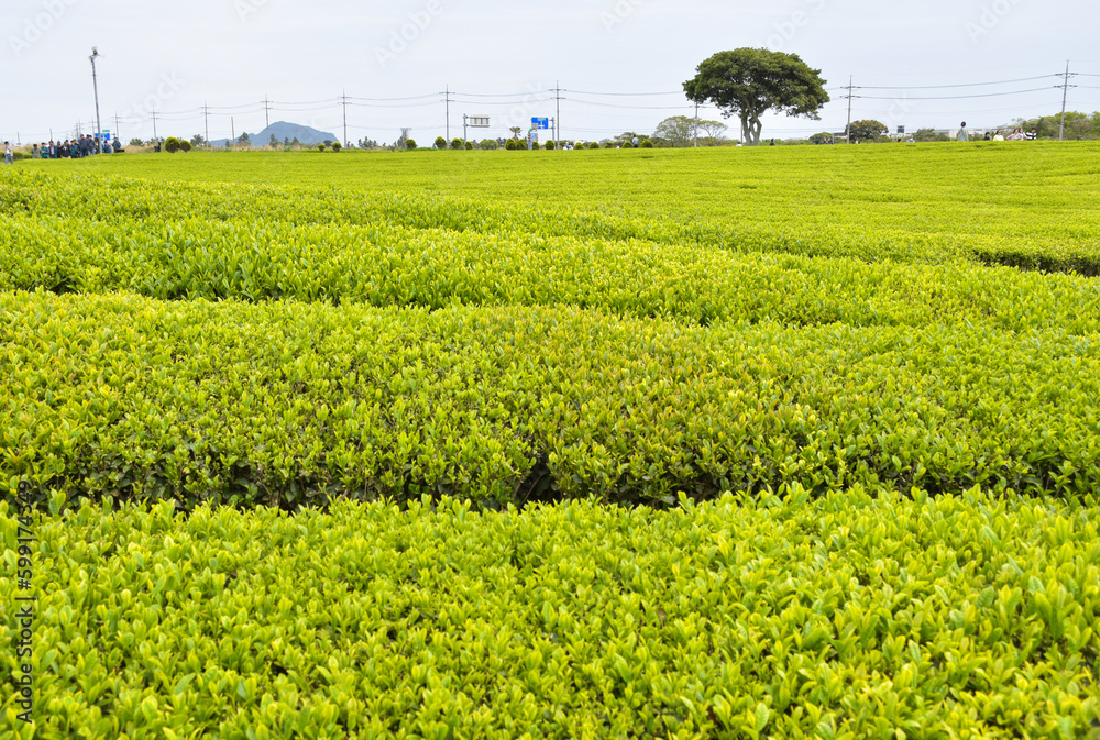 Farm green tea fields in Korea