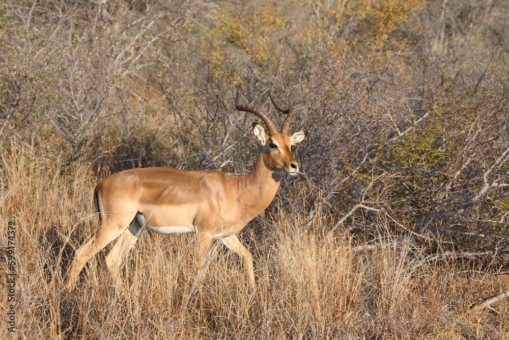Schwarzfersenantilope / Impala / Aepyceros melampus Schwarzfersenantilope / Impala / Aepyceros melampus