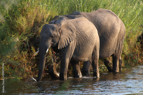 Elefanten im Olifants River  Elephants in Olifants River  