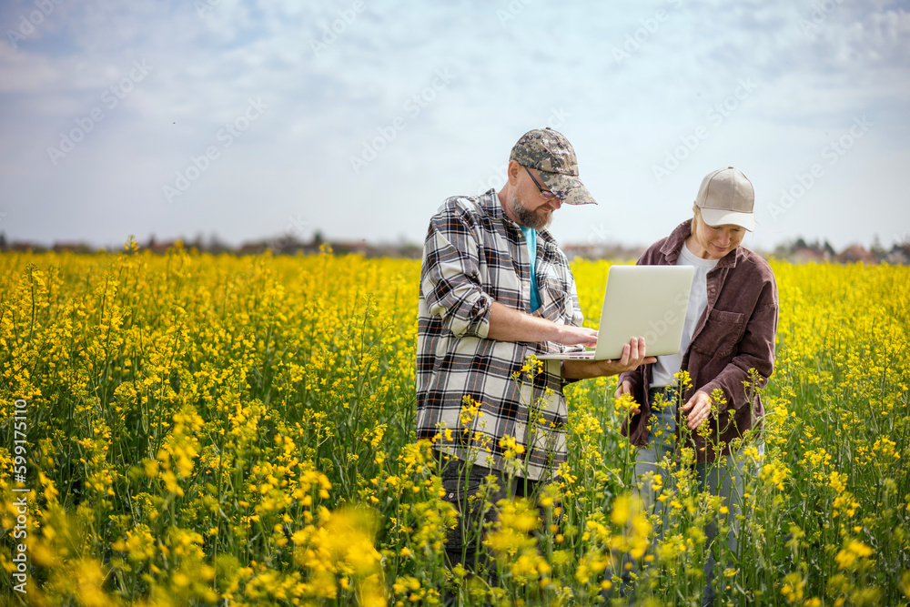Couple of farmers examines the field of canola rapseed data using laptop. Smart farming and digital agriculture.