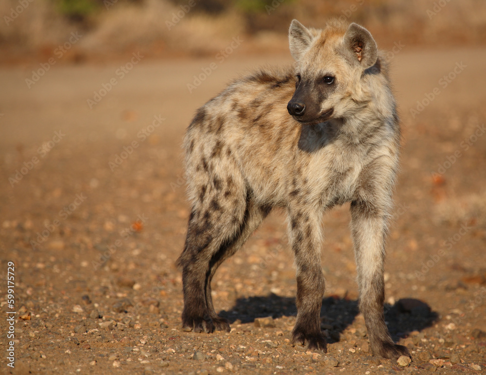 Tüpfelhyäne / Spotted hyaena / Crocuta crocuta...