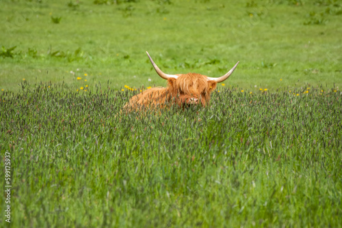 highland cow a Scottish breed of rustic cattle lying in the grass