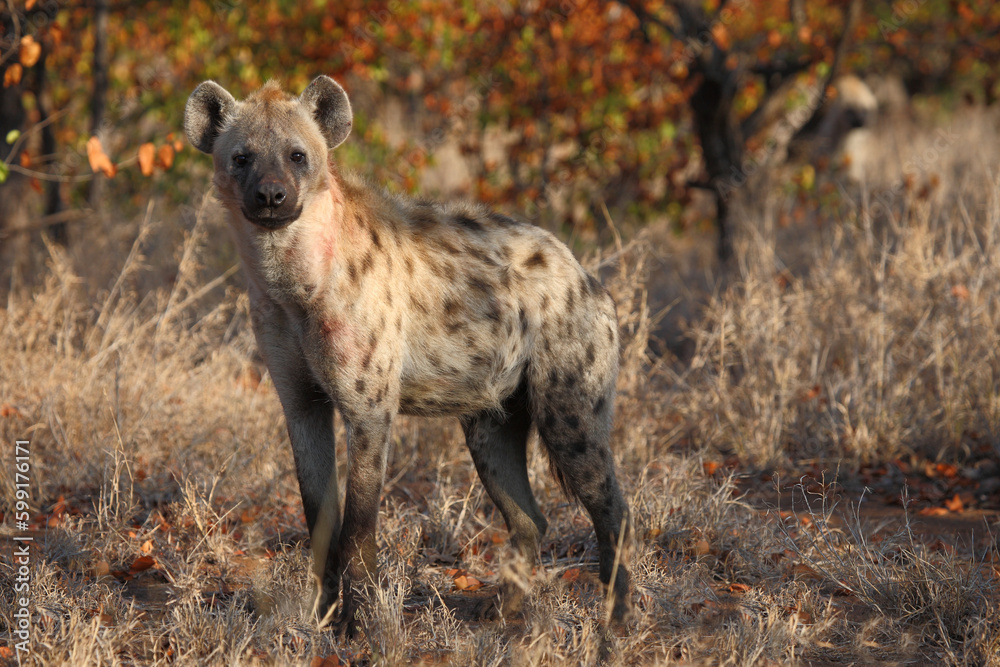 Tüpfelhyäne / Spotted hyaena / Crocuta crocuta Tüpfelhyäne / Spotted hyaena / Crocuta crocuta