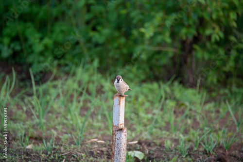 A small bird sits on a peg against the background of greenery in the spring garden