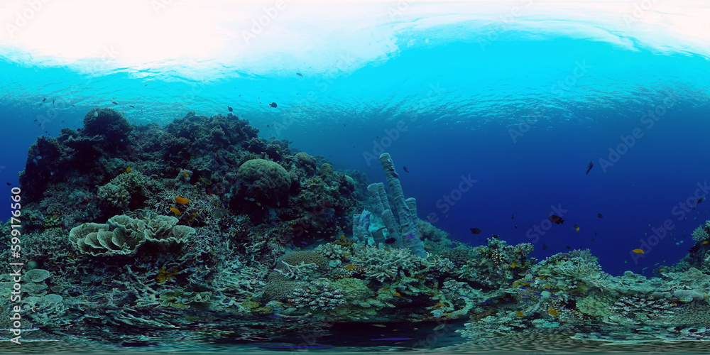 Underwater Colorful Tropical Fishes. Tropical underwater sea fishes. Philippines. Virtual Reality 360.