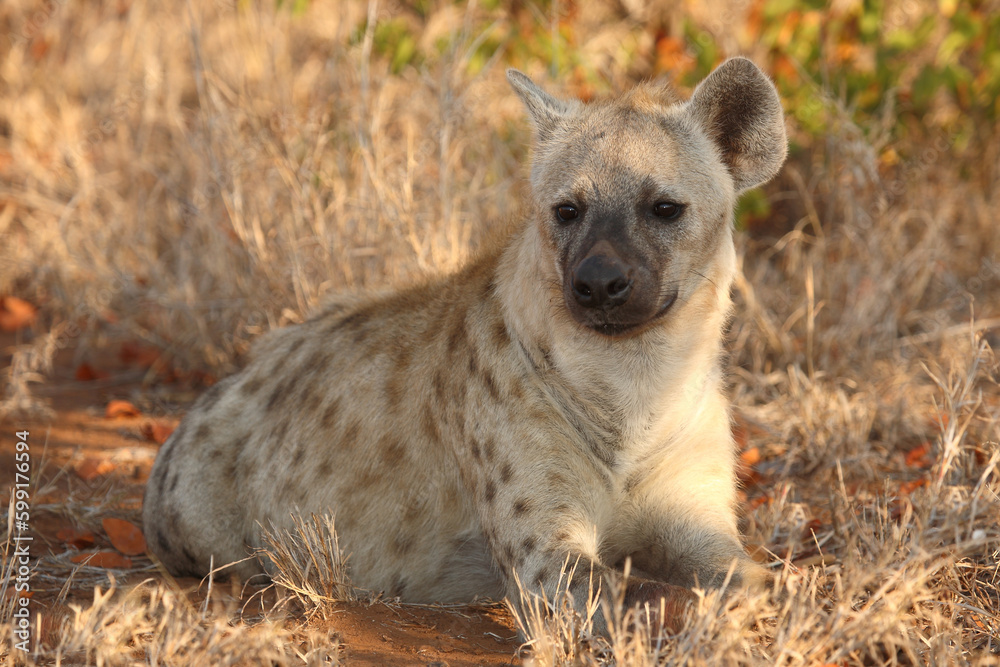 Tüpfelhyäne / Spotted hyaena / Crocuta crocuta Tüpfelhyäne / Spotted hyaena / Crocuta crocuta