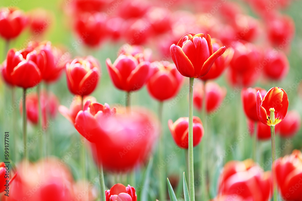 Fototapeta premium Beautiful red tulips blooming in May.