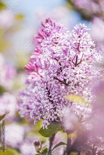 Fototapeta Naklejka Na Ścianę i Meble -  flowers in spring