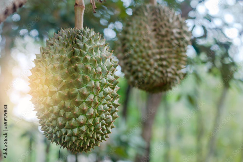 Foreground durian fruit The real durian fruit that is on the tree is an immature fruit that comes Foreground durian fruit The real durian fruit that is on the tree is an immature fruit that comes