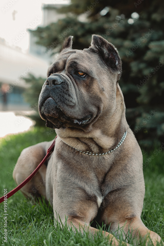 Cane Corso portrait. Cane Corso sits on green grass outdoors. Large dog breeds. Italian dog Cane Corso. The courageous look of a dog. Cane Corso portrait. Cane Corso sits on green grass outdoors. Large dog breeds. Italian dog Cane Corso. The courageous look of a dog.