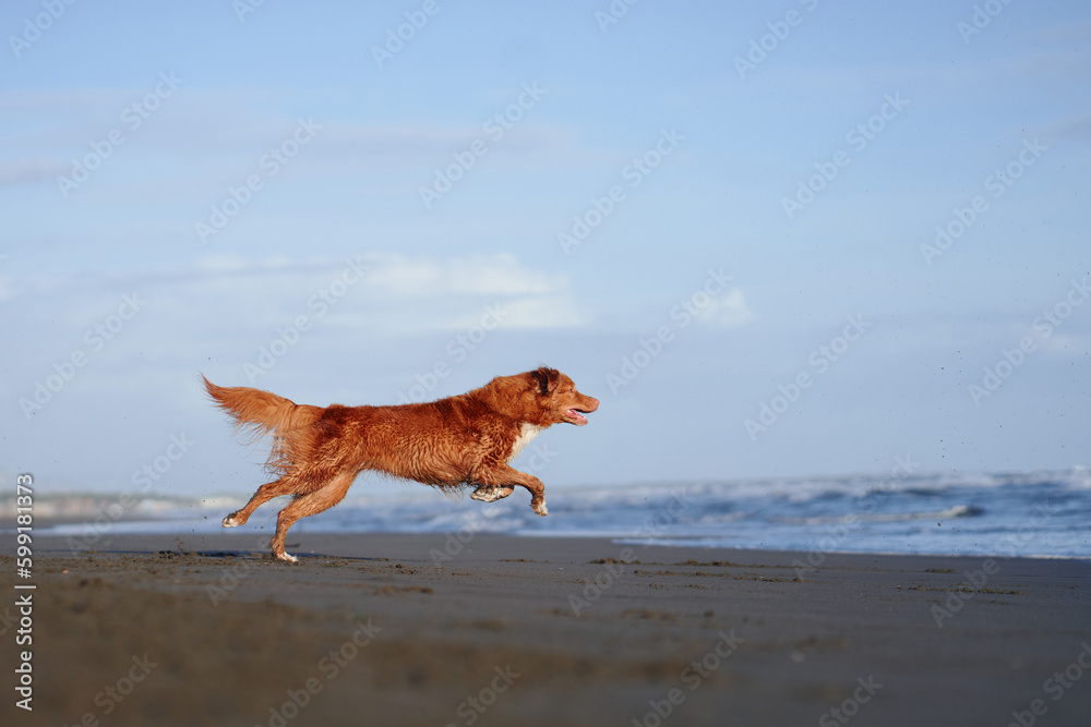 dog on the beach. Nova Scotia duck tolling retriever runs on sand, water. Vacation with a pet dog on the beach. Nova Scotia duck tolling retriever runs on sand, water. Vacation with a pet