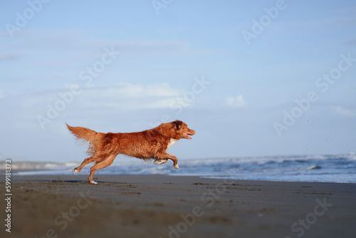 dog on the beach. Nova Scotia duck tolling retriever runs on sand, water. Vacation with a pet