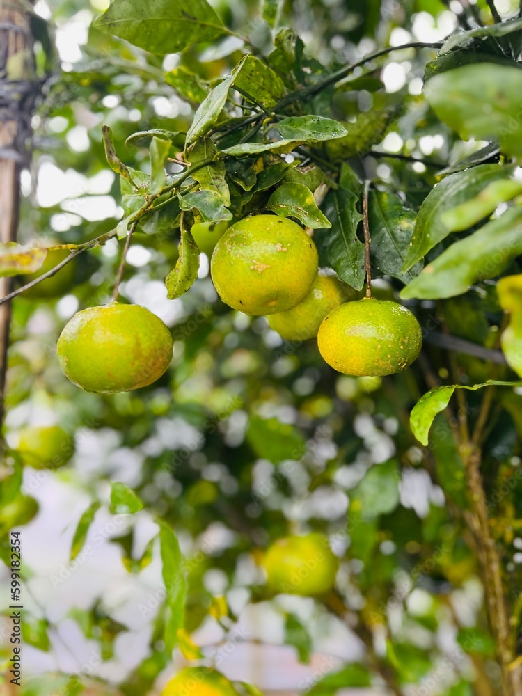 Orange on tree with blurry background