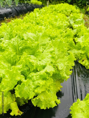 fresh lettuce in the garden closer