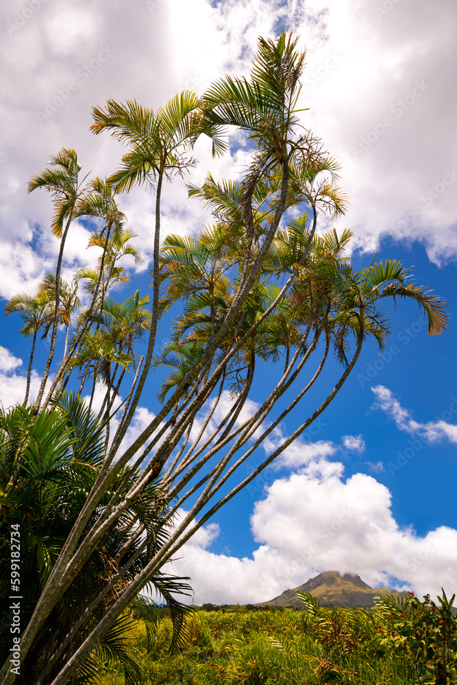 Obraz premium Bunch of graceful tall palm trees on a sunny day with cloudy blue sky in a tropical garden in Saint Pierre on french island Martinique. Famous volcano “Mount Pelée“ on the horizon in the background.