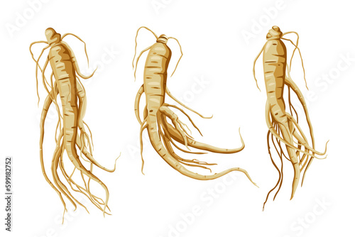 Fotografie Fresh Ginseng root vector illustration  isolated on white background