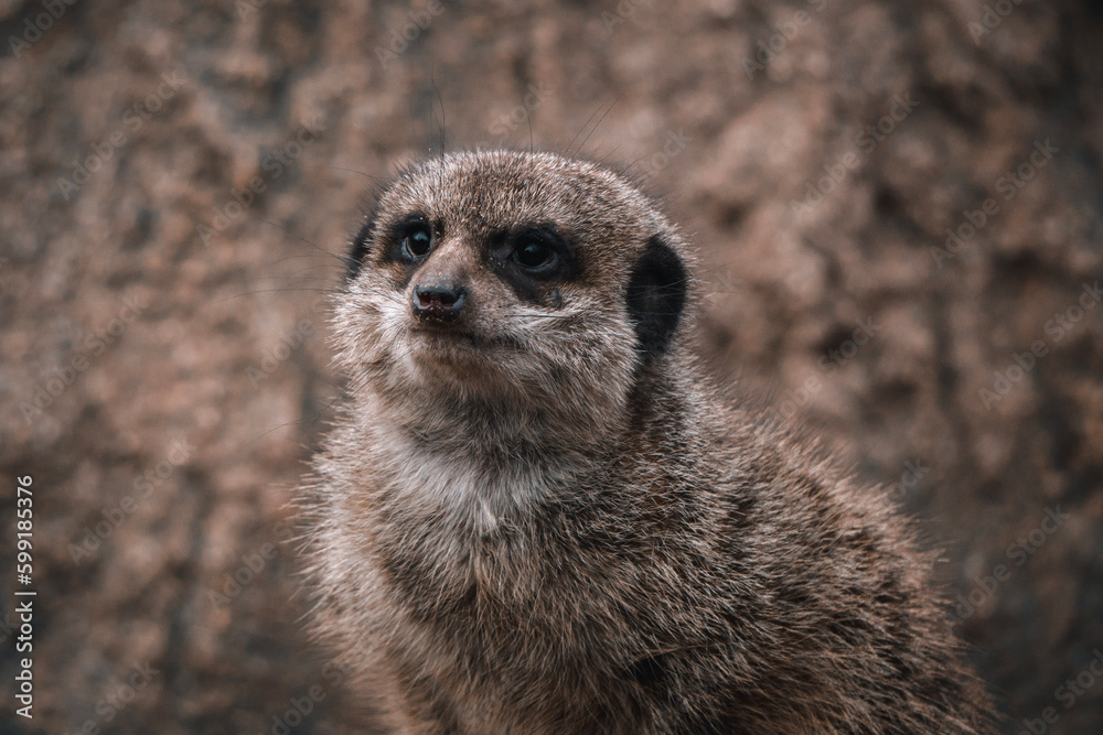 Fototapeta premium meerkat on guard
