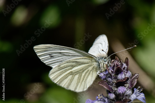 Piéride du navet - Pieris napi photo