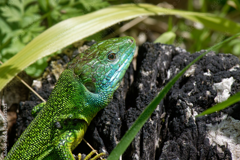 Lézard vert occidental - Lacerta bilineata, Lézard vert occidental - Lacerta bilineata,