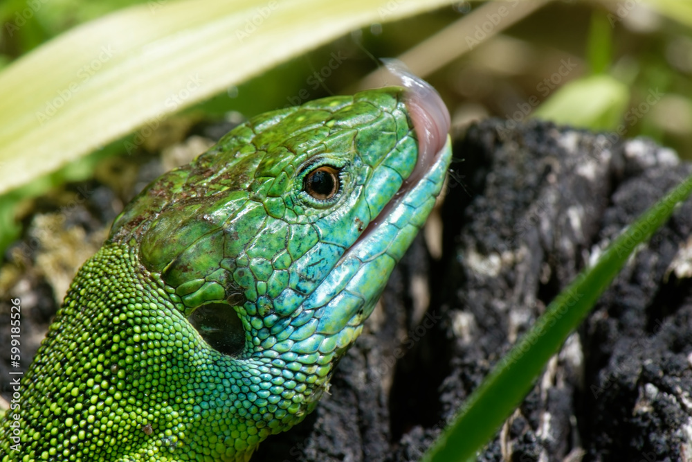 Fototapeta premium Lézard vert occidental - Lacerta bilineata,