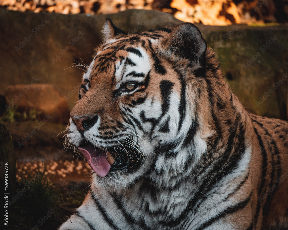 Naklejka premium portrait of a tiger