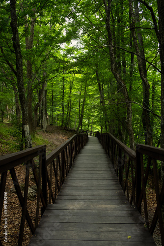 Forest stairs walk. A green dense summer forest without people. A journey to an unknown place. The concept of adventure  exploration. Wooden staircase for nature walks. A fabulous place. summer time