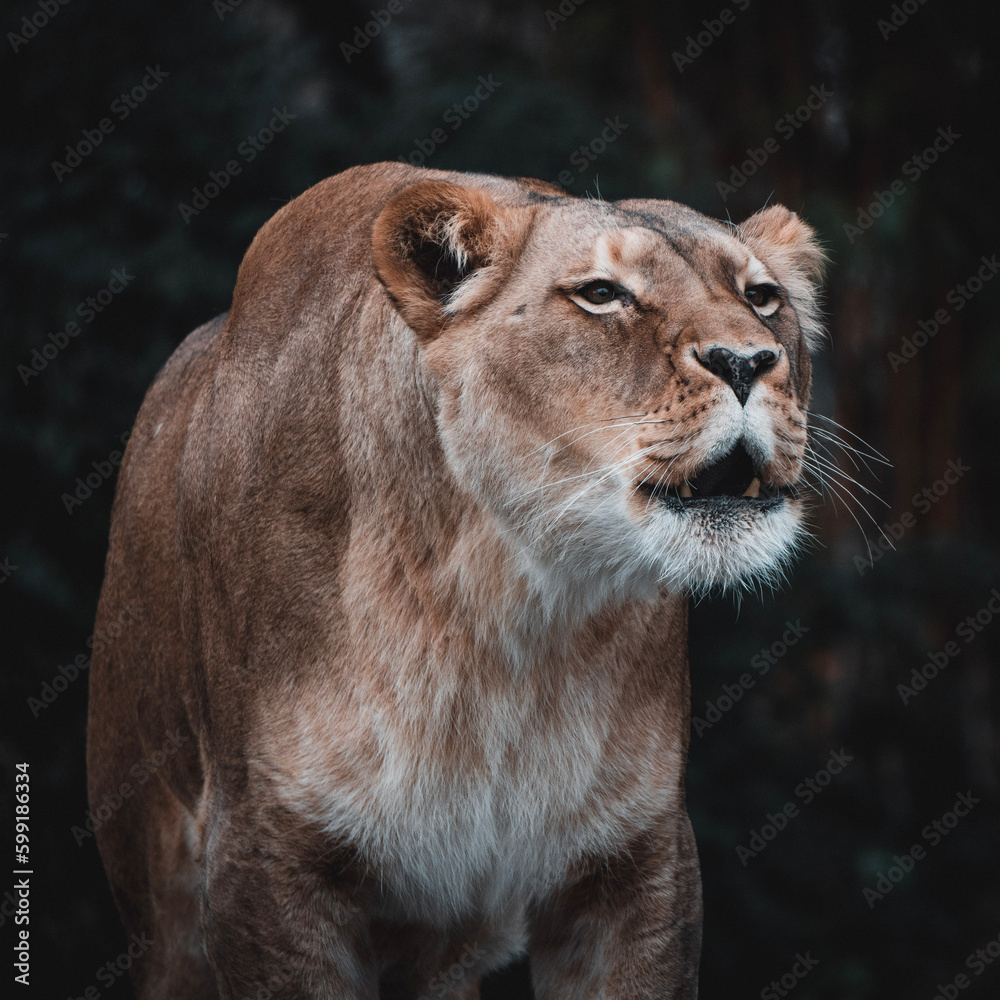 Naklejka premium portrait of a lion